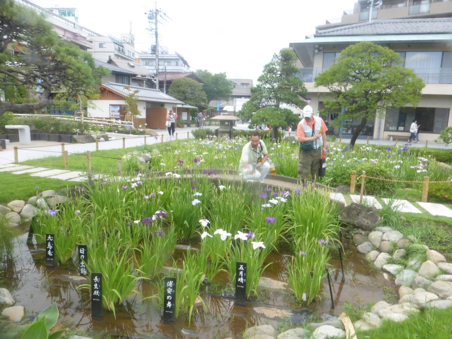 堀切菖蒲園の現在の様子